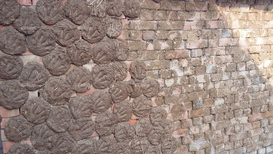 cowdung drying on wall