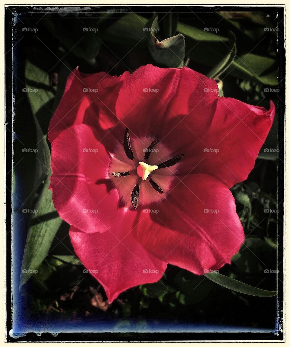 Deep red Tulip in the garden in Summer.