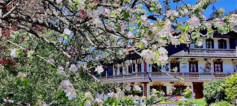 This beautiful cherry blossom with picturesque houses comes to us from „Bayerischzell“, a small but popular township near the Alps in „Bavaria“, Germany. 2024. Hypnotic Productions
