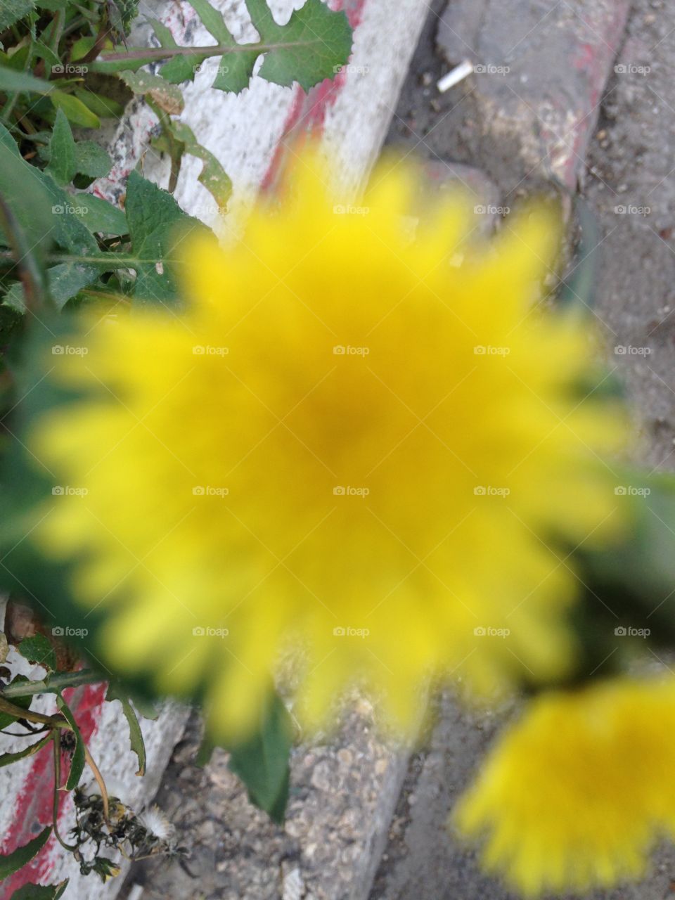 Small yellow Flower