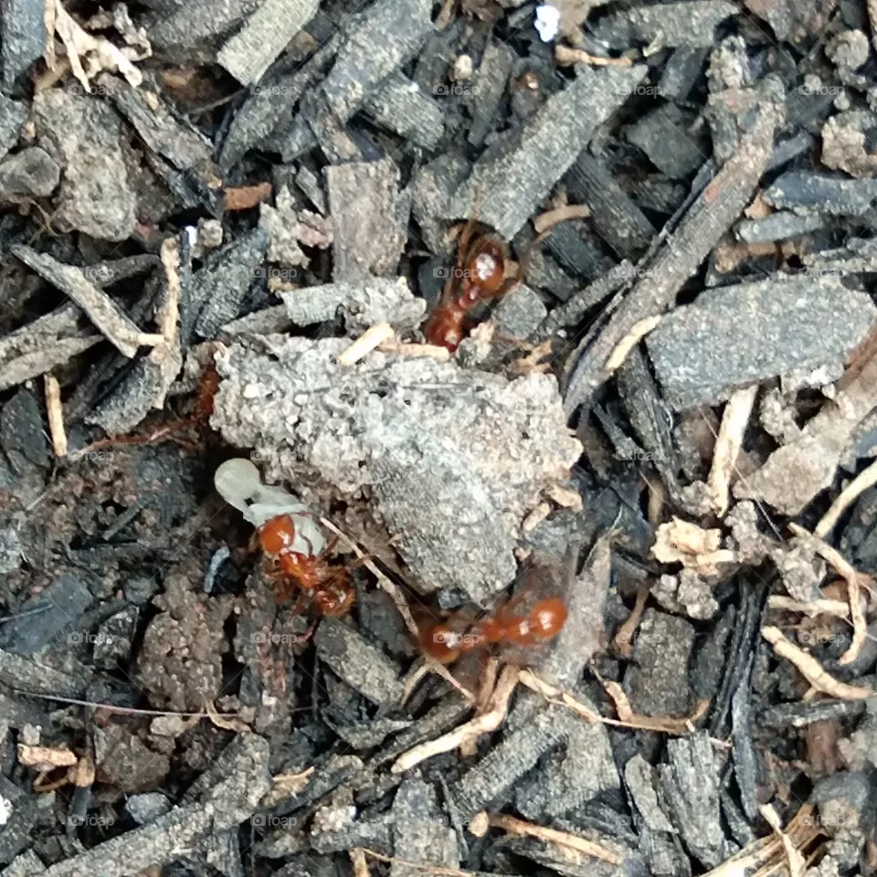ant