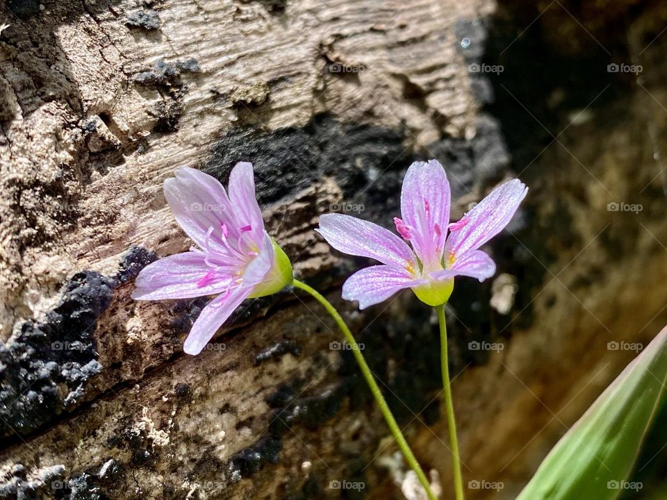 Two pink spring beauty flowers growing in front of a log
