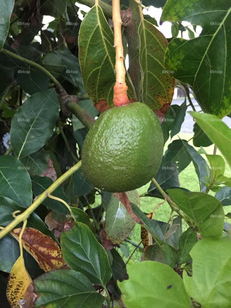 Avocado growing on a tree. Found this low hanging fruit on my walk. 