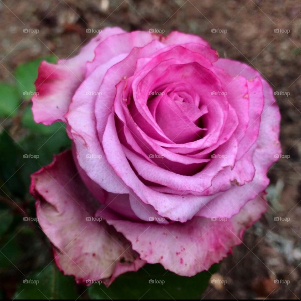 🌹 🇺🇸 Very beautiful flowers to brighten our day.  Live nature and its beauty. Did you like the delicate petals? / 🇧🇷 Flores muito bonitas para alegrar nosso dia. Viva a natureza e sua beleza. Gostaram das pétalas delicadas?