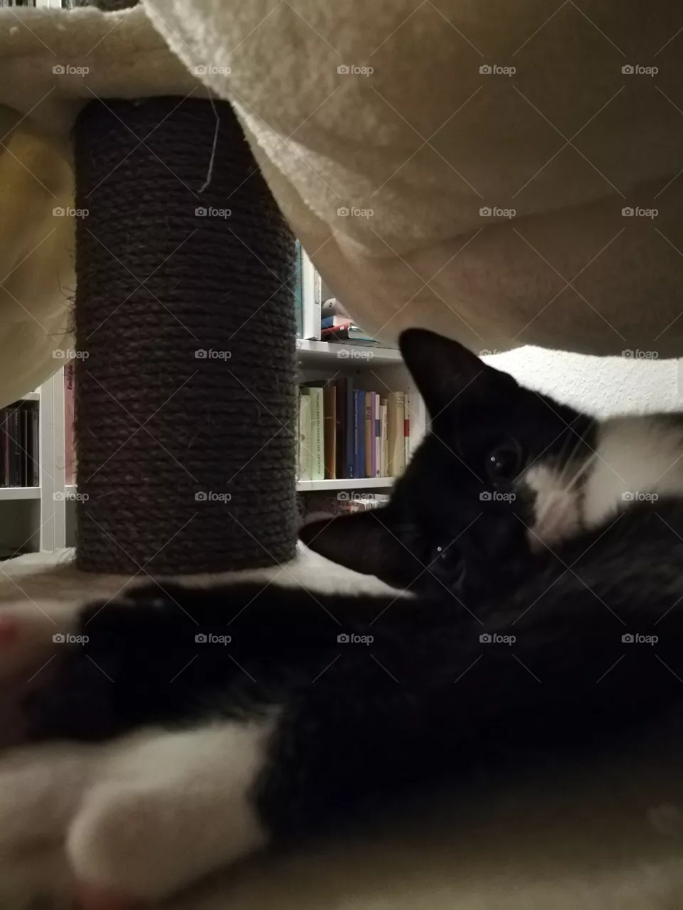 Miau