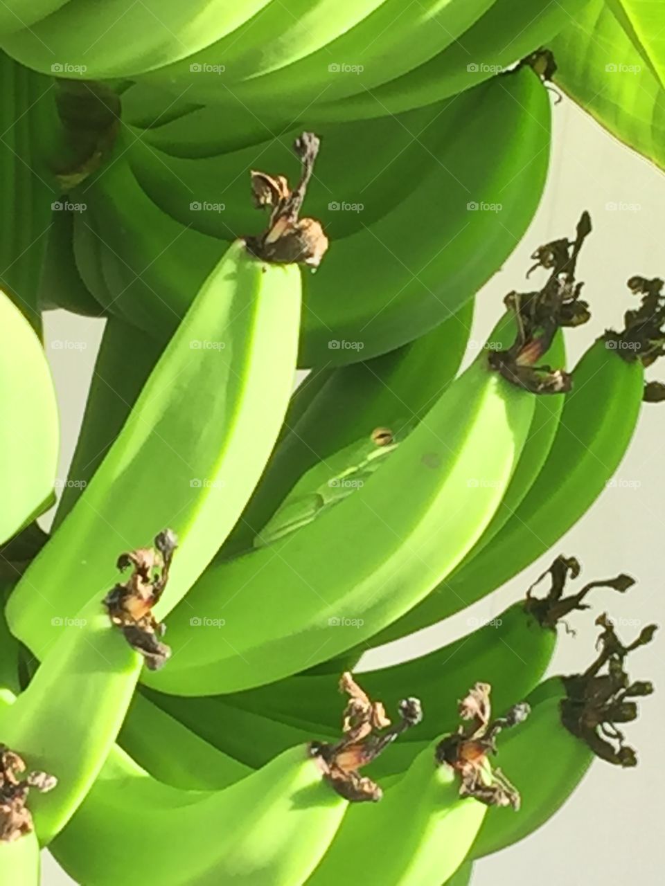 Tree frog on bananas