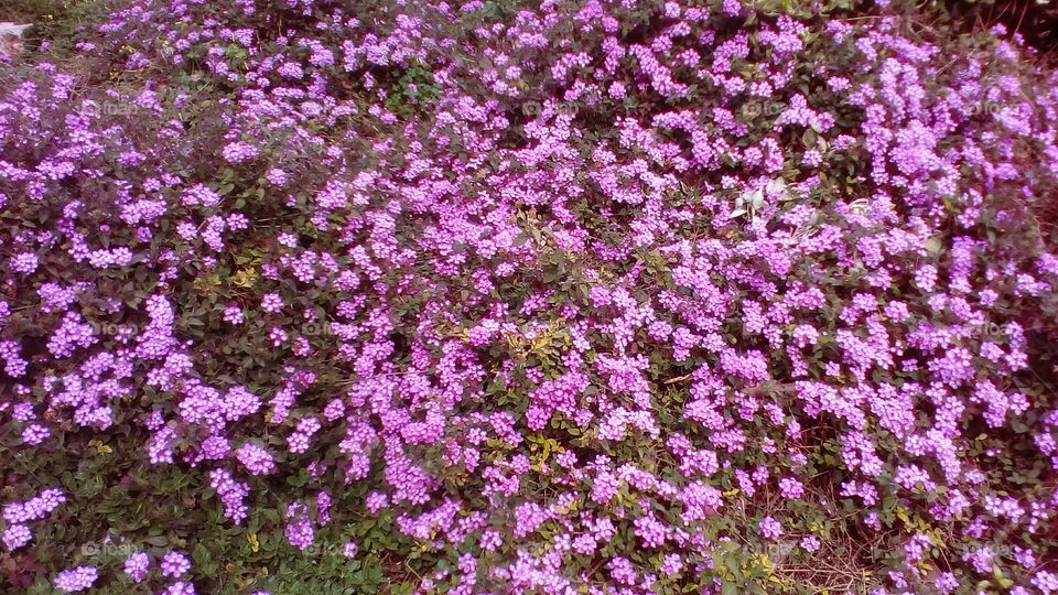 Field of purple small beautiful flowers
in sunny day of March