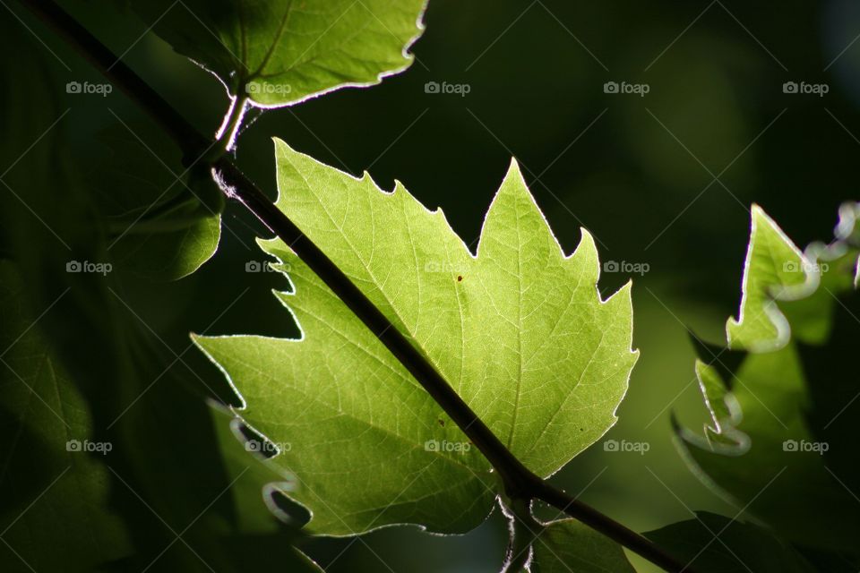 Back lit of an oak leaf