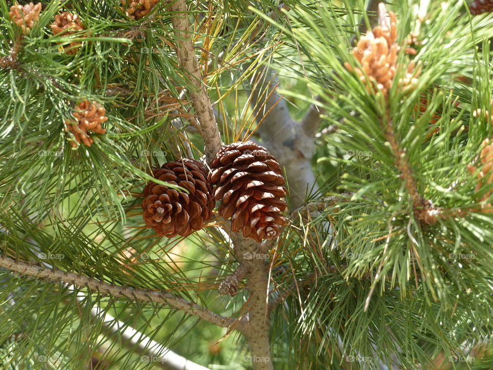 Pine cones in forest