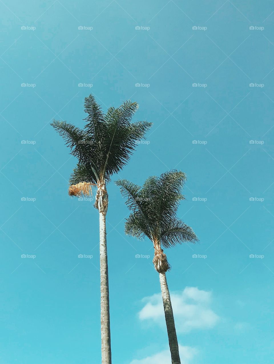 Palm trees against a blue sky. 