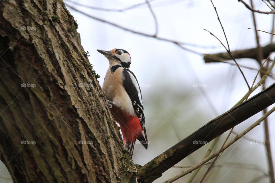 A typical German winter is depicted in this image, with sub-zero temperatures and no snow. The focus is on a woodpecker clinging to a tree. The scene conveys the cold and tranquility of the season.