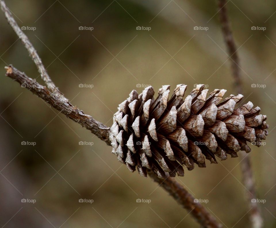 Close-up of pinecone