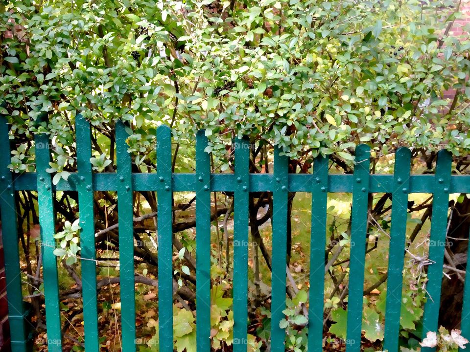 Green Fence