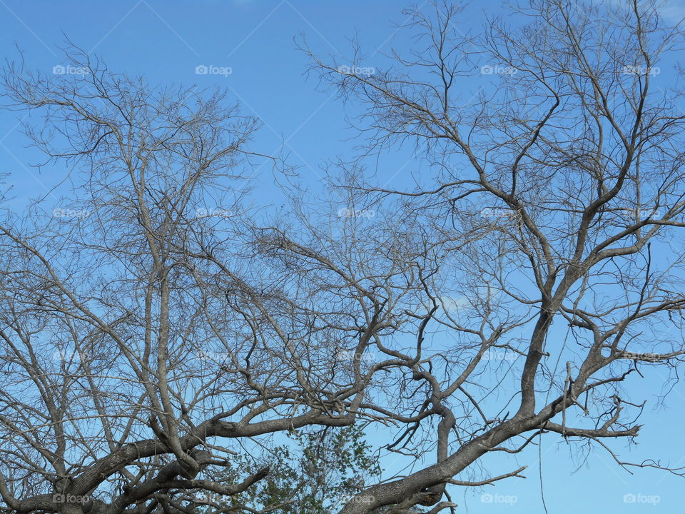 An oak tree with dead branches against a clear blue sky