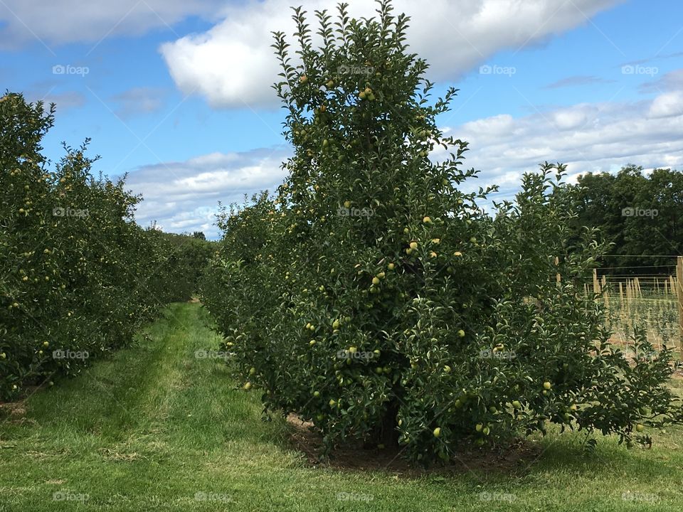 Apple
Trees