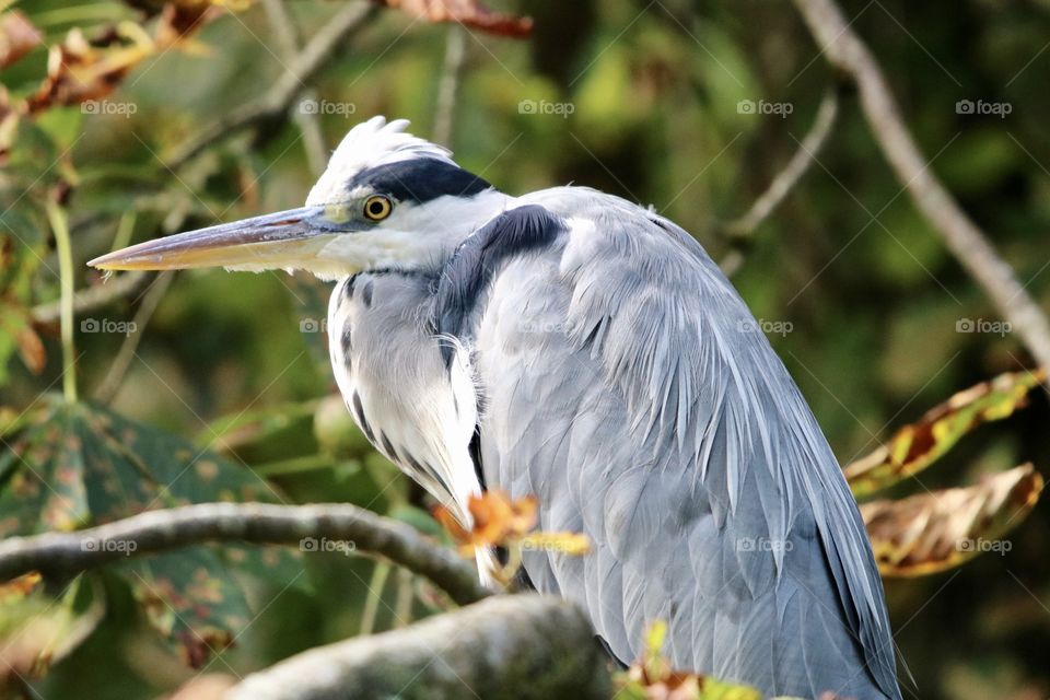 Gray heron