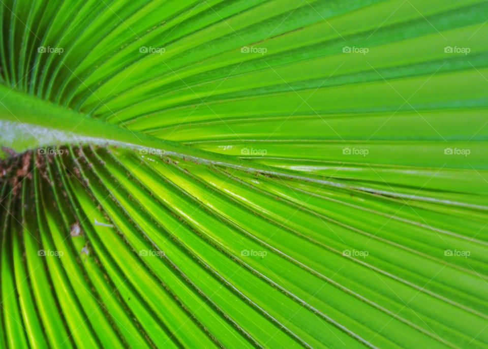 Palm leaf texture lit from behind