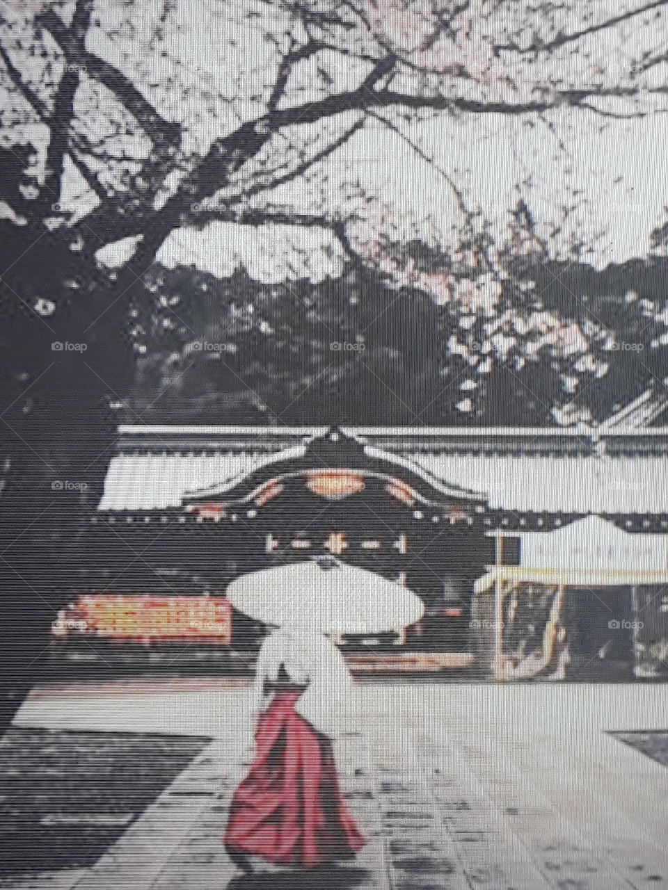 late autumn early winter trees completely leafless and white background