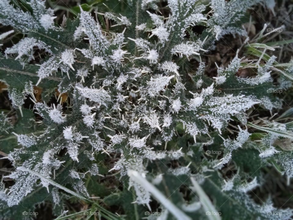 Frozen thistle