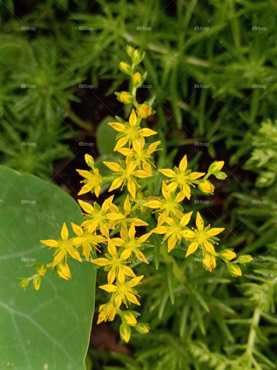 Morrisor Stonecrop