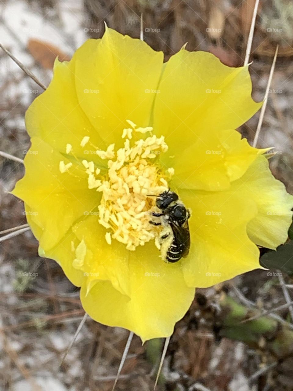 Florida cactus bloom spring time bees pollination 