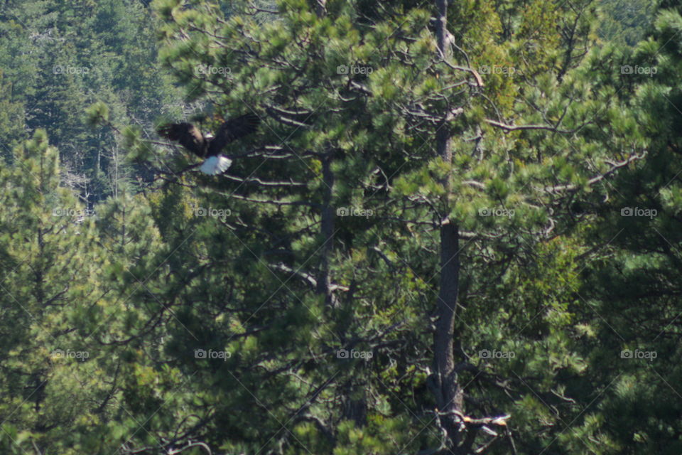 bald eagle flight landimg nest tree wildlife nature free aw
