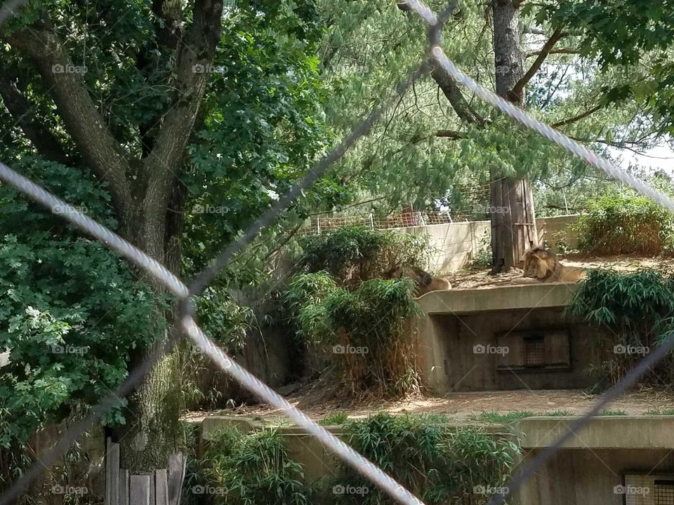 Lion at the Smithsonian Zoo.