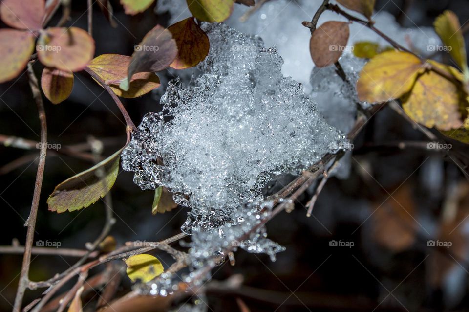 Twig and snow.