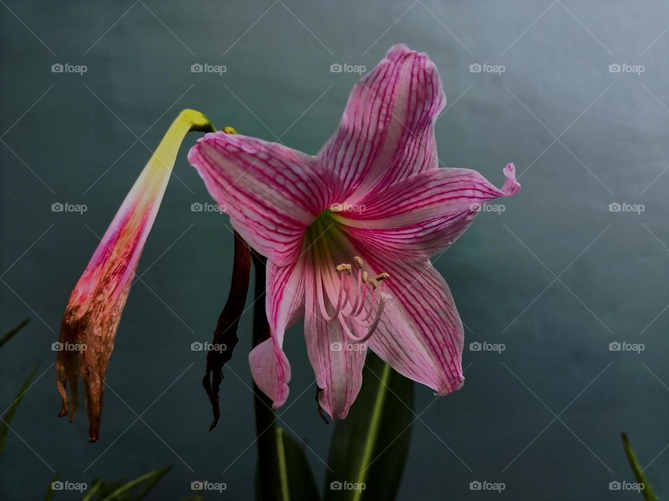 Amaryllis (Hipperastrum johnsonii) flowers are bloonimg in the garden