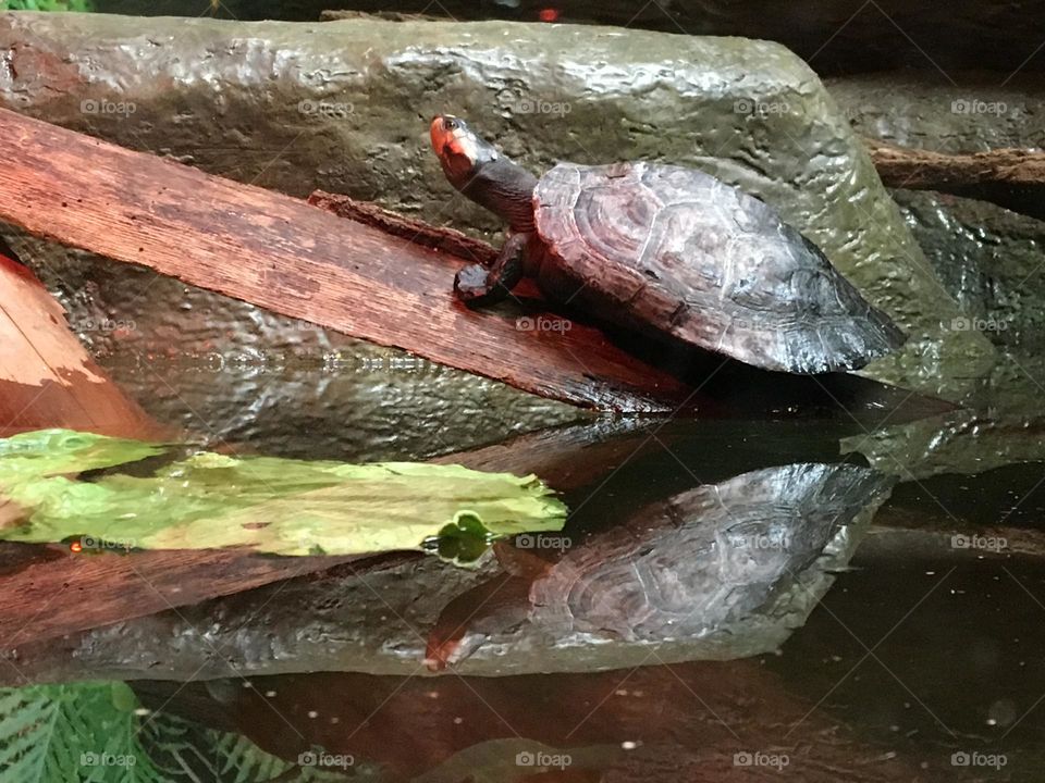 Red-eared slider taking a rest on a slab of wood. Casting its reflection on the water.