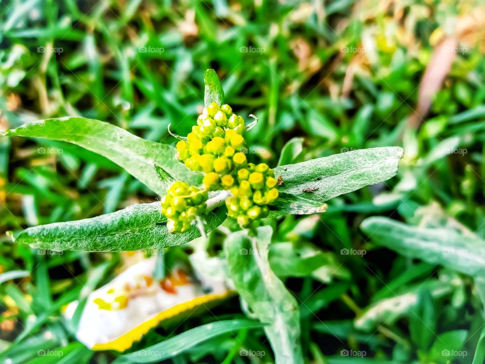 Pseudognaphalium plant beautiful and awesome image india