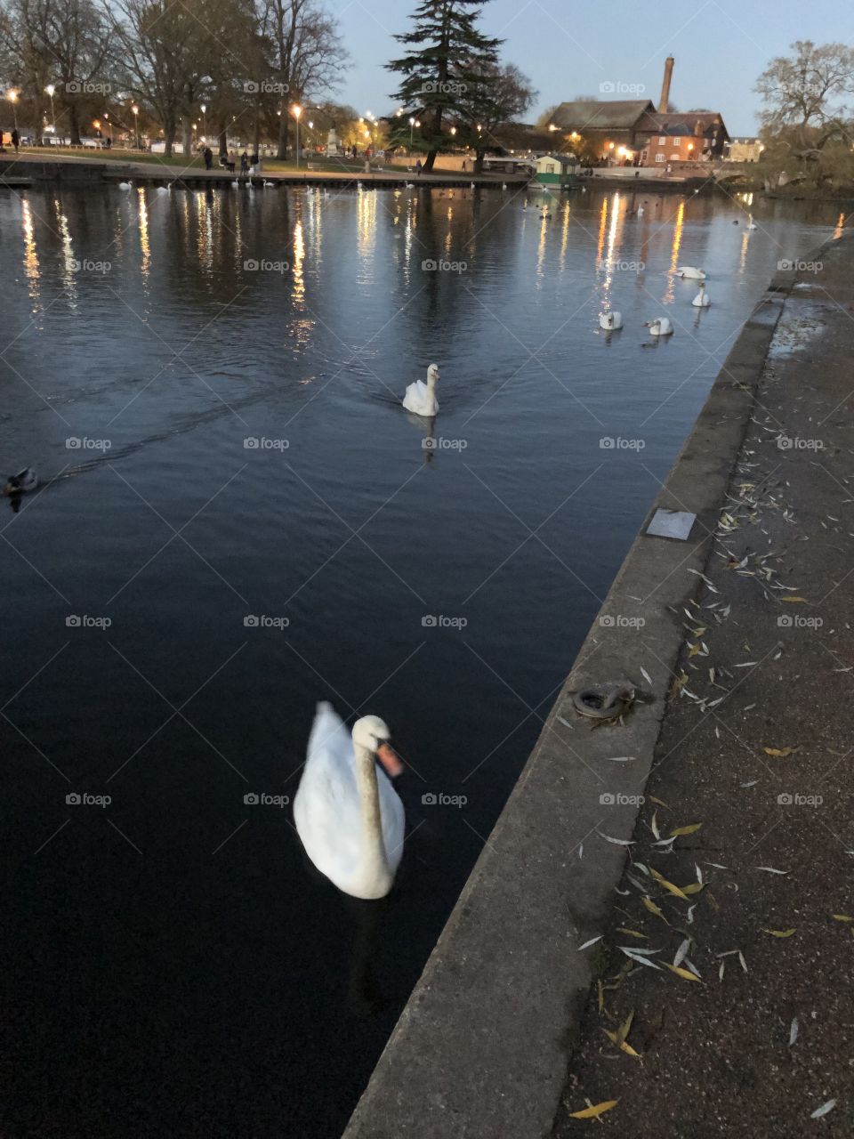 Swans on river