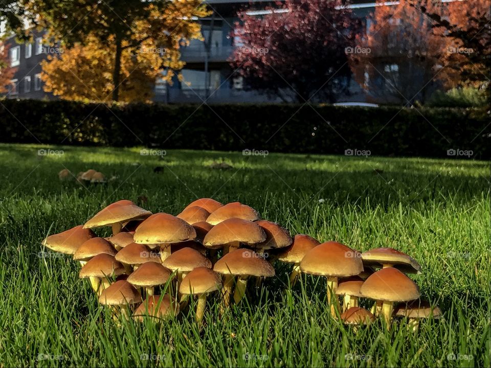 Mushrooms in a field
