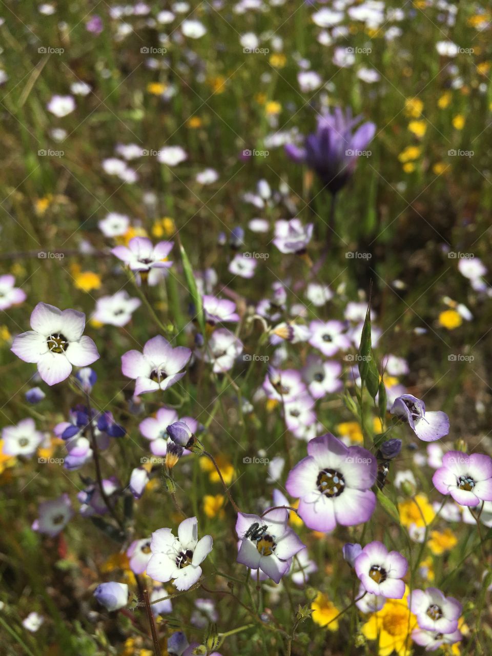 Them little spring flowers 