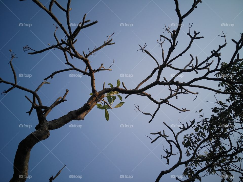 A beautiful dry tree in the automan season.