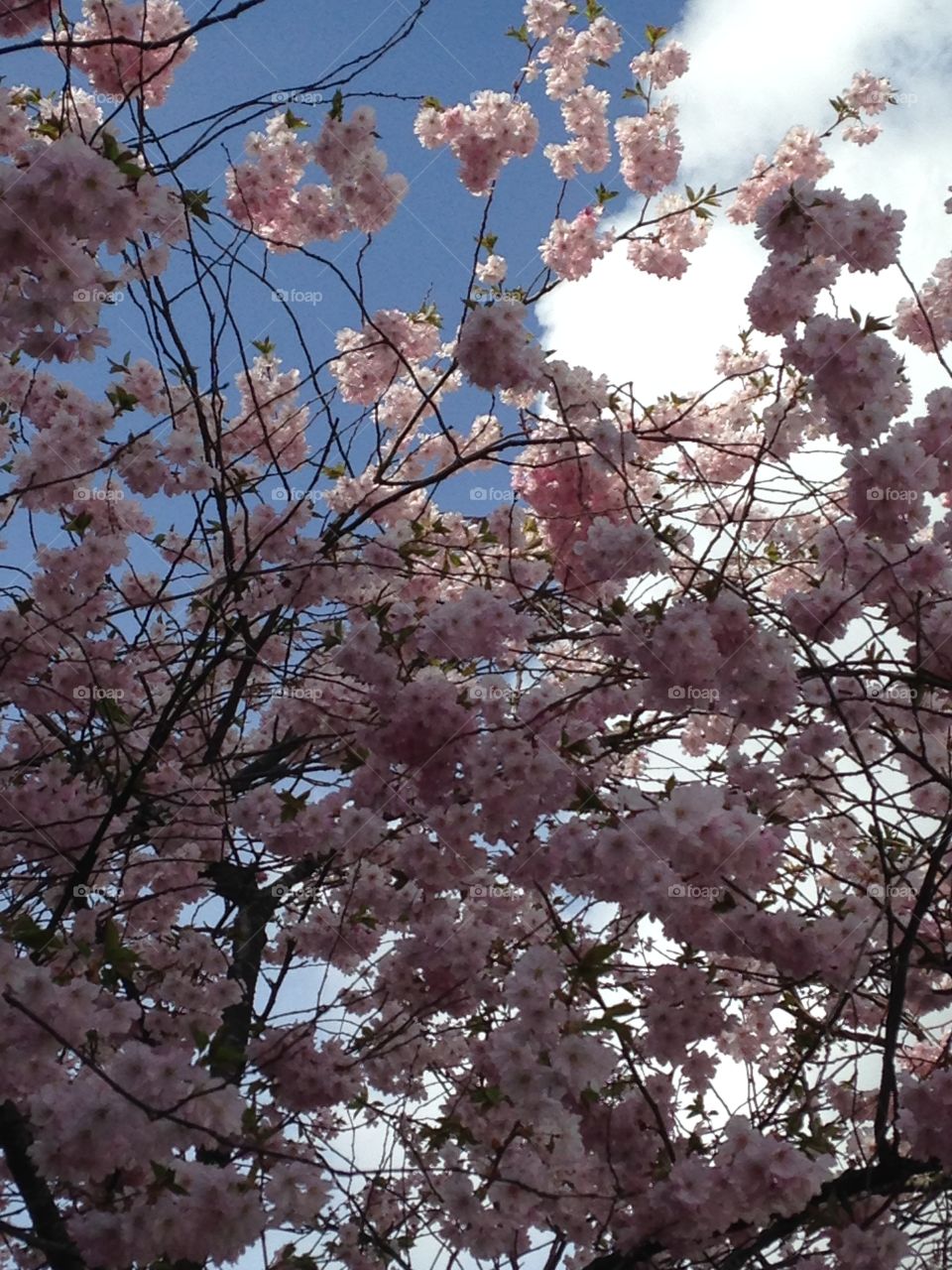 Cherryblossom in the sky. Cherryblossom in the sky