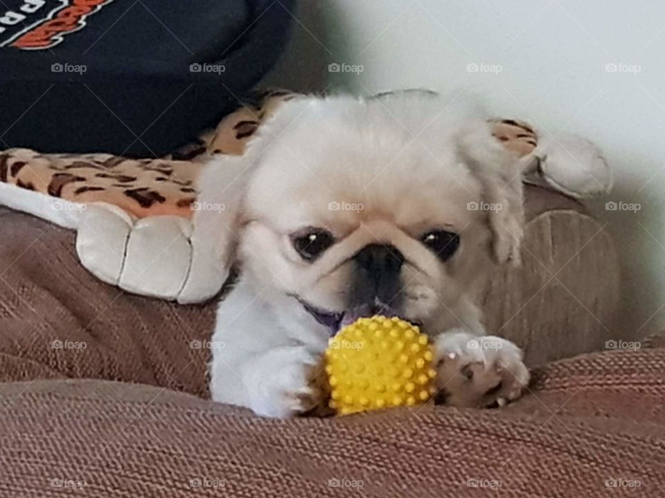 White dog happy yellow rubber ball