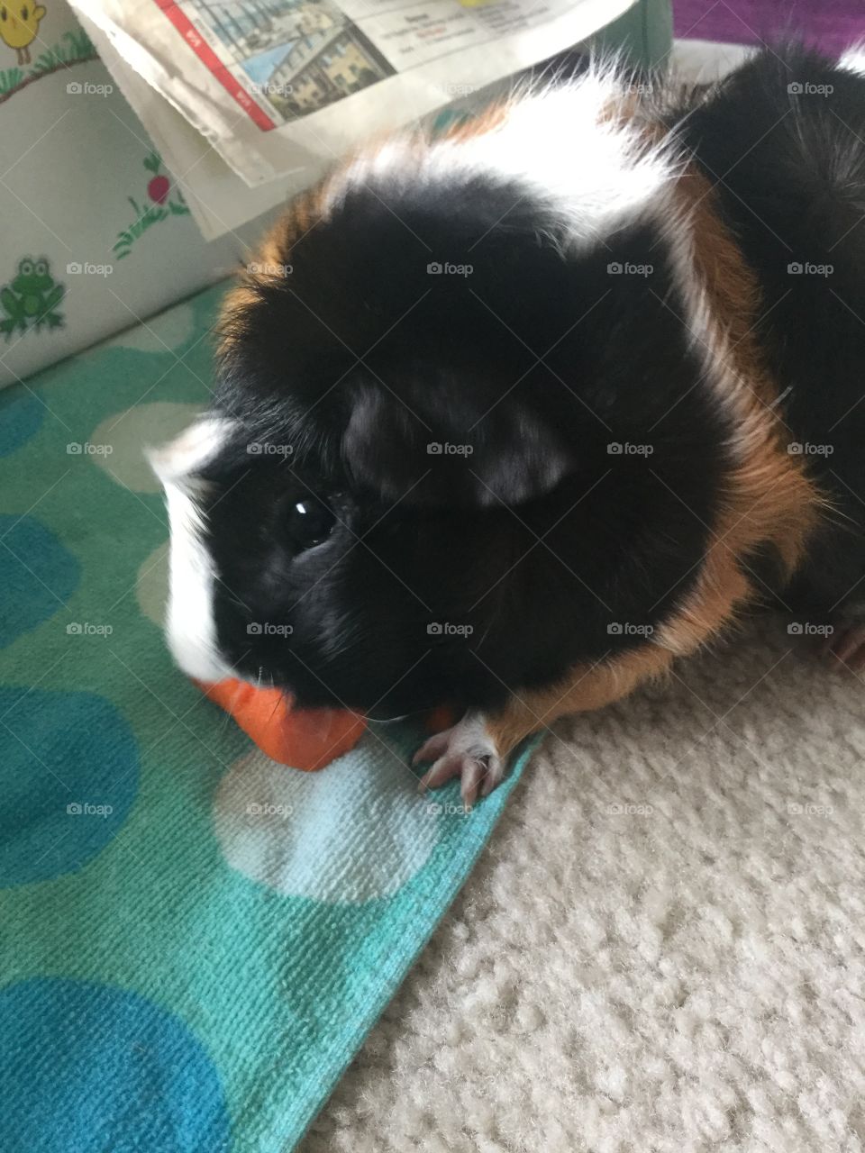 Dog, Cute, Pet, Mammal, Little