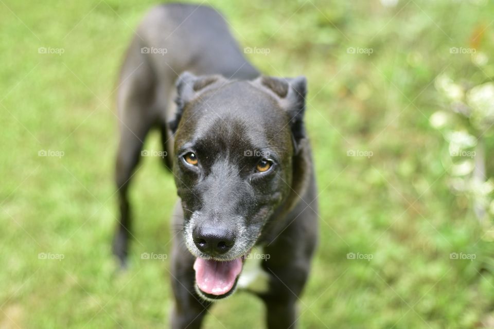 Black Labrador looking at the camera standing on a green grass background 