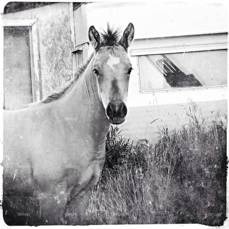 Curious little colt 