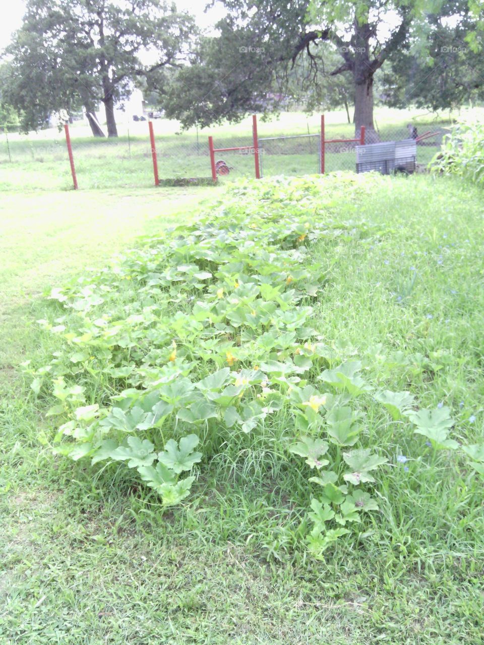 cucumber garden