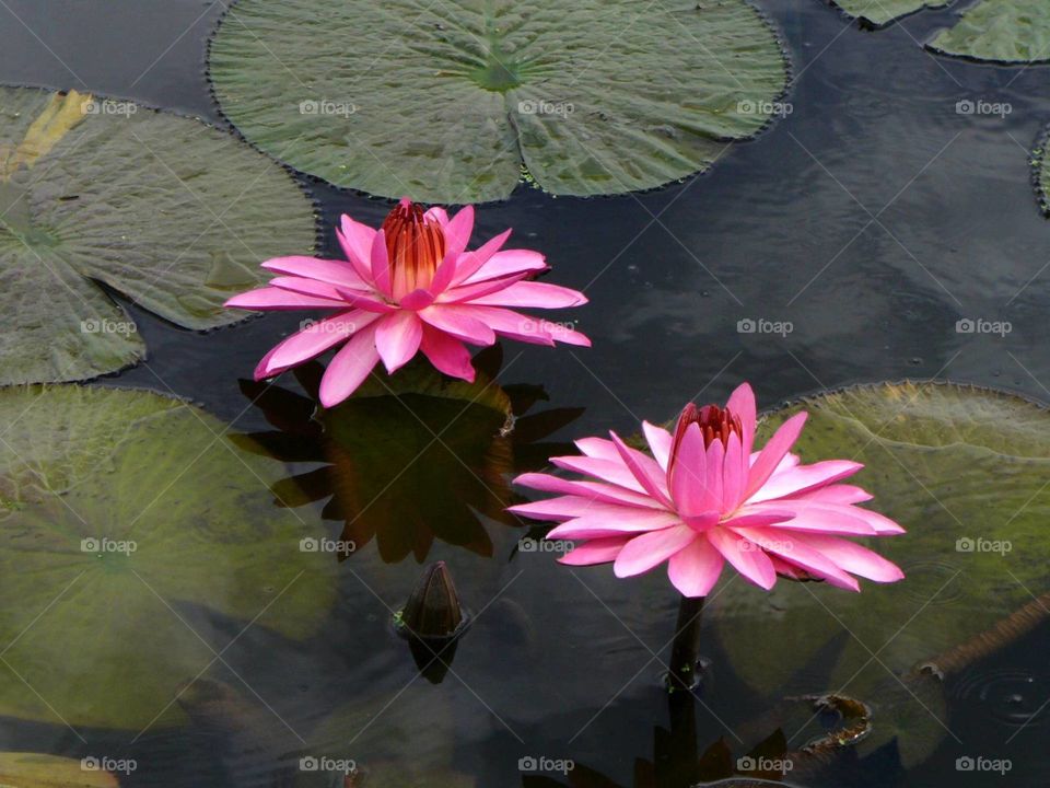 lily pads