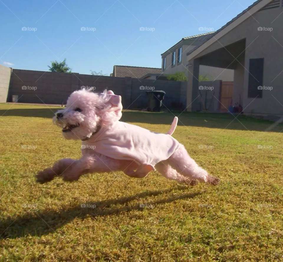 Pigs fly