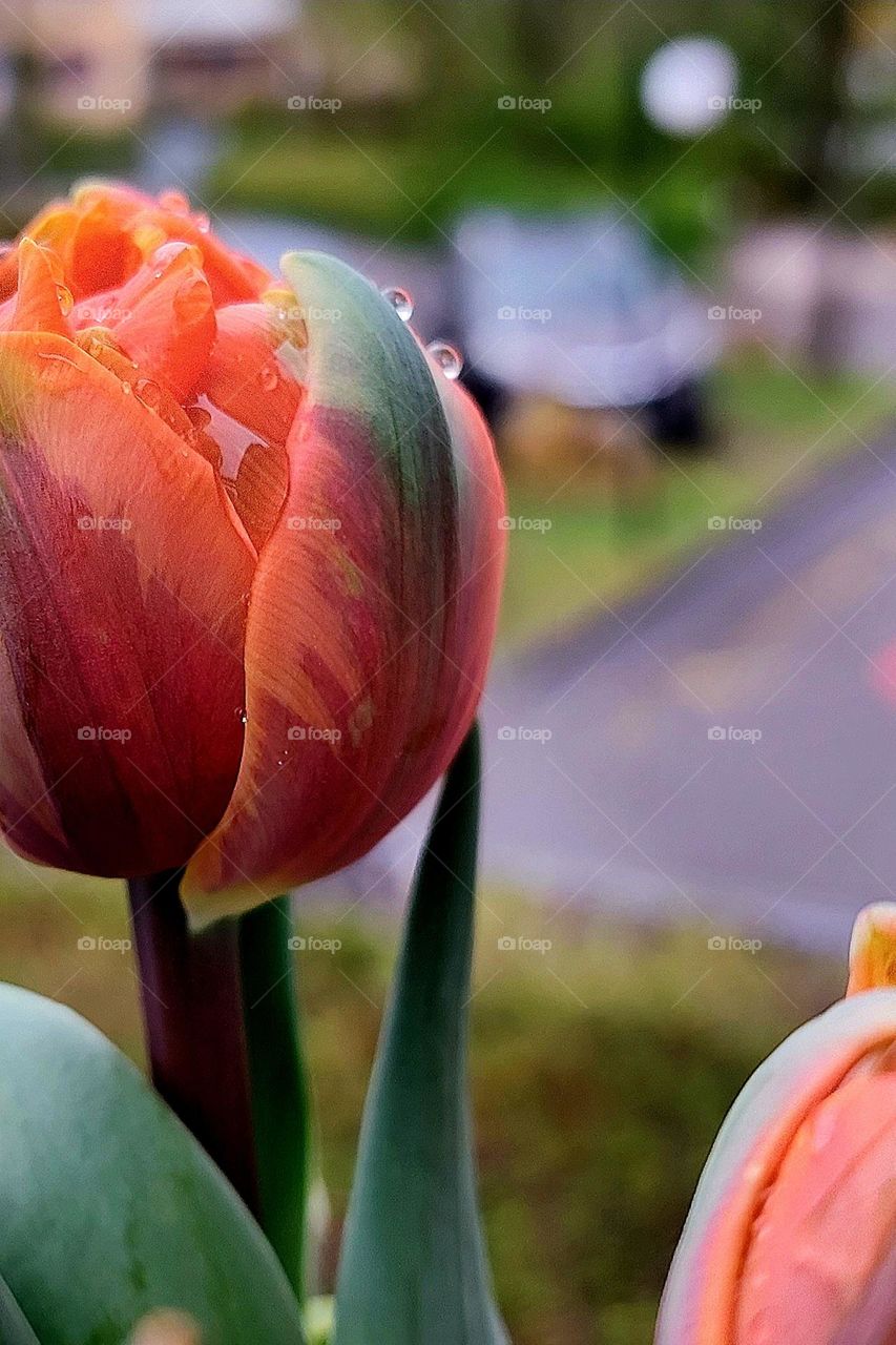 Tulips under the rain