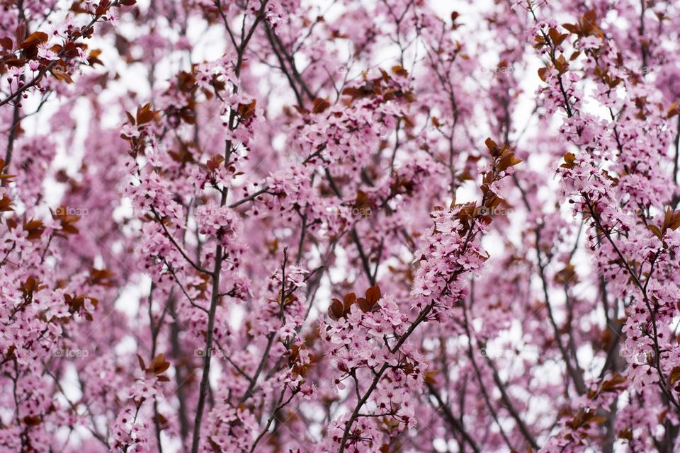 wild cherry tree in fully blossom