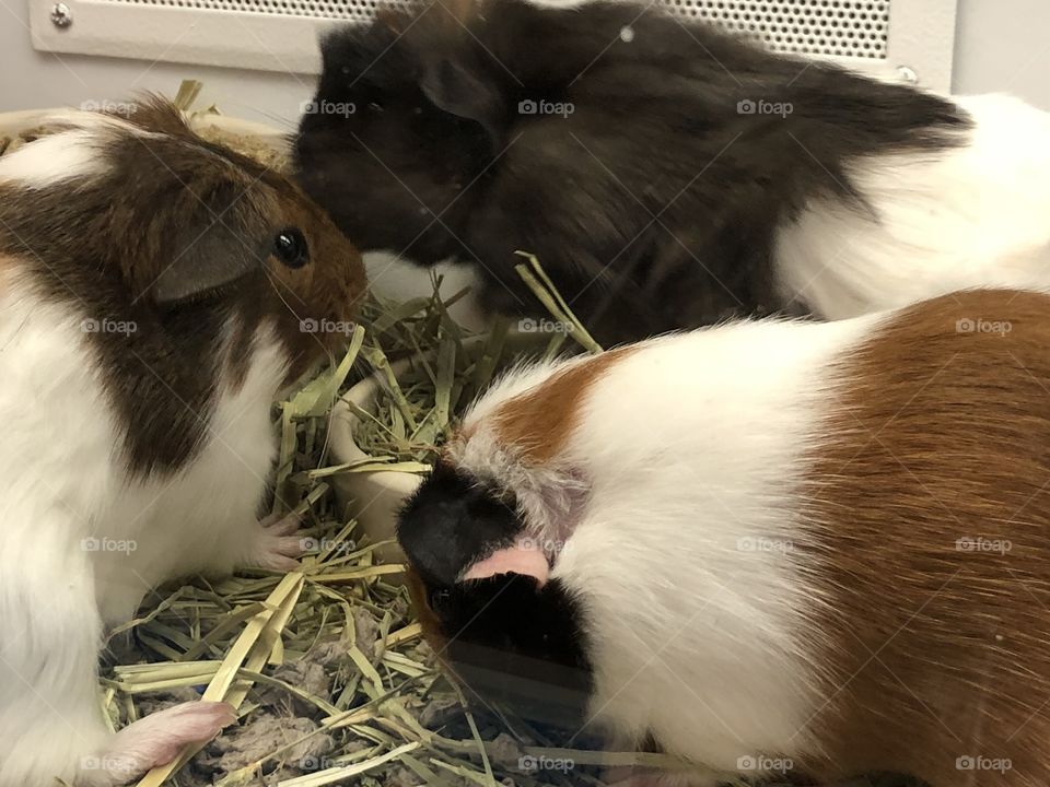 Three cute guinea pigs