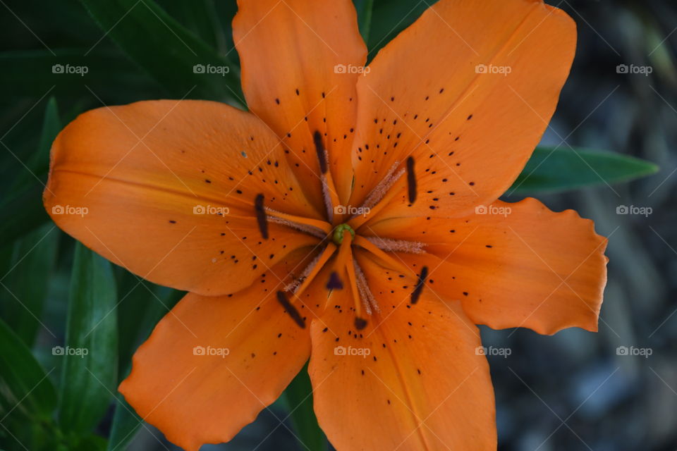 orange lilly