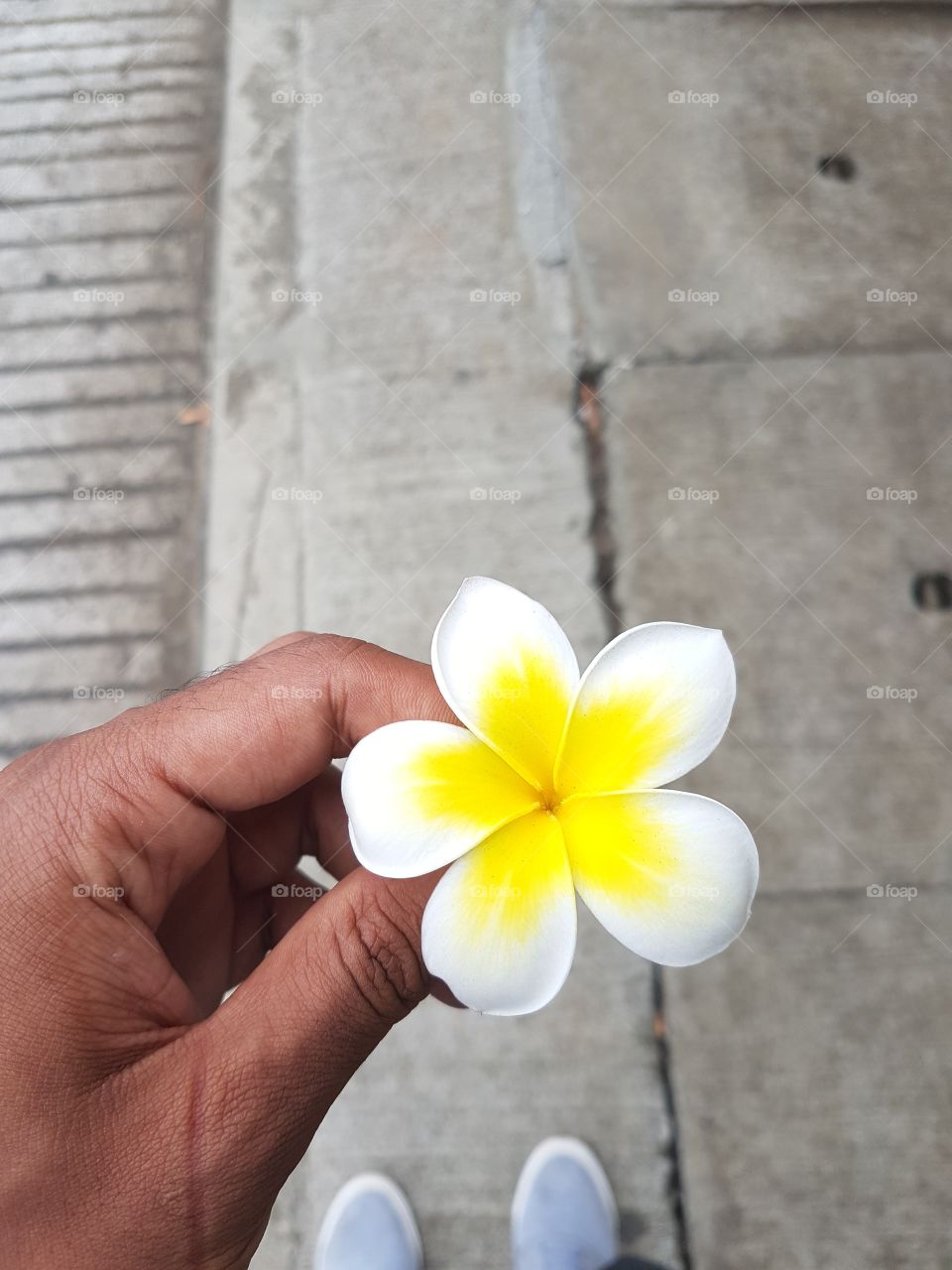 Flower beauty