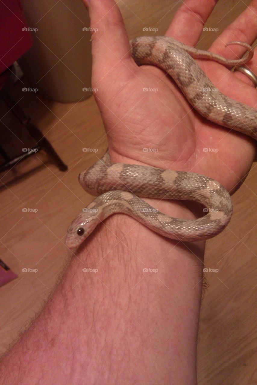 corn snake morph