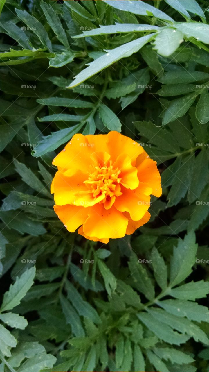 Marigold flower. First marigold flower in my garden